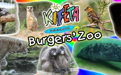 Nikolausfahrt 2025 zum Burgers’ Zoo in Arnheim