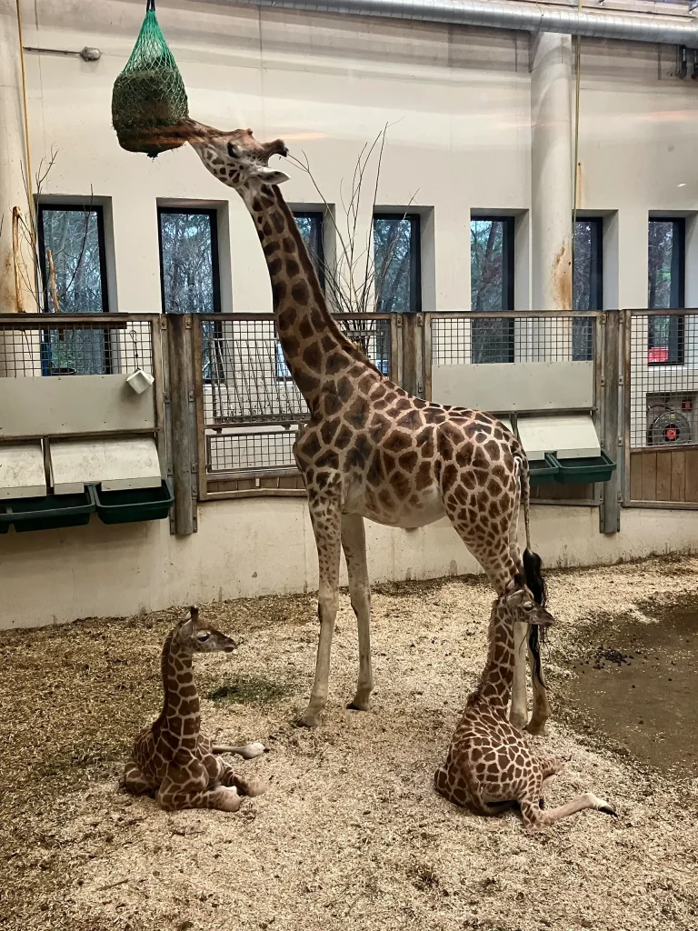 KiND Dinslaken e.V. - Nikolausfahrt 2025 - Bild 02