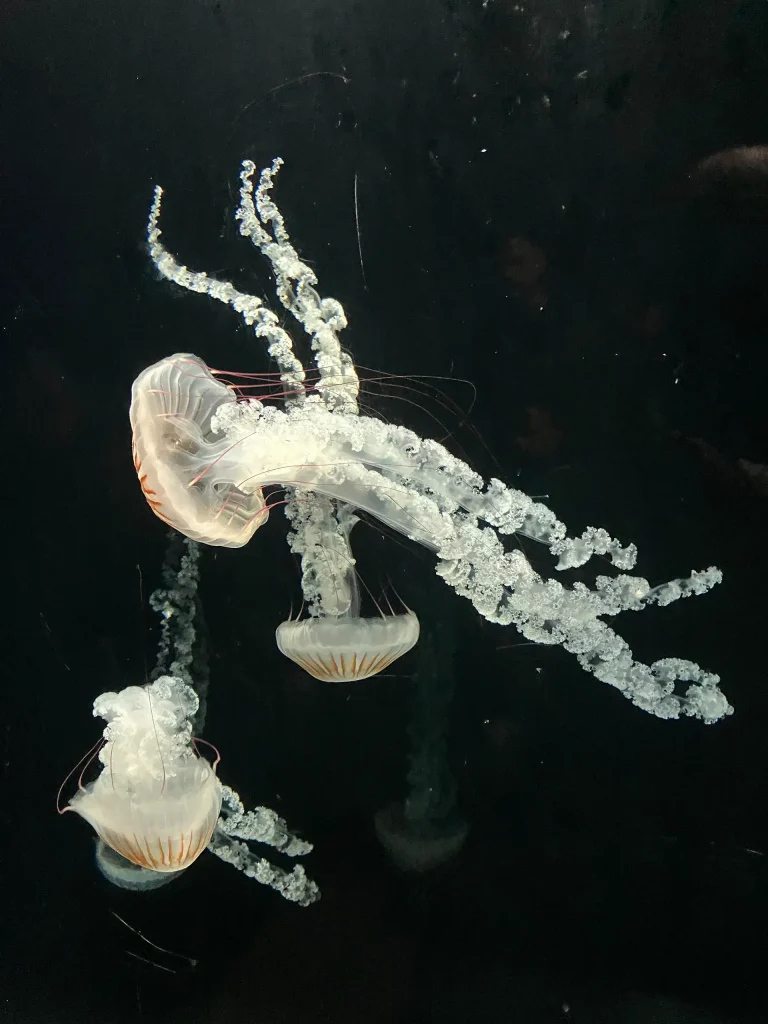 KiND Dinslaken e.V. - Nikolausfahrt 2025 - Bild 04