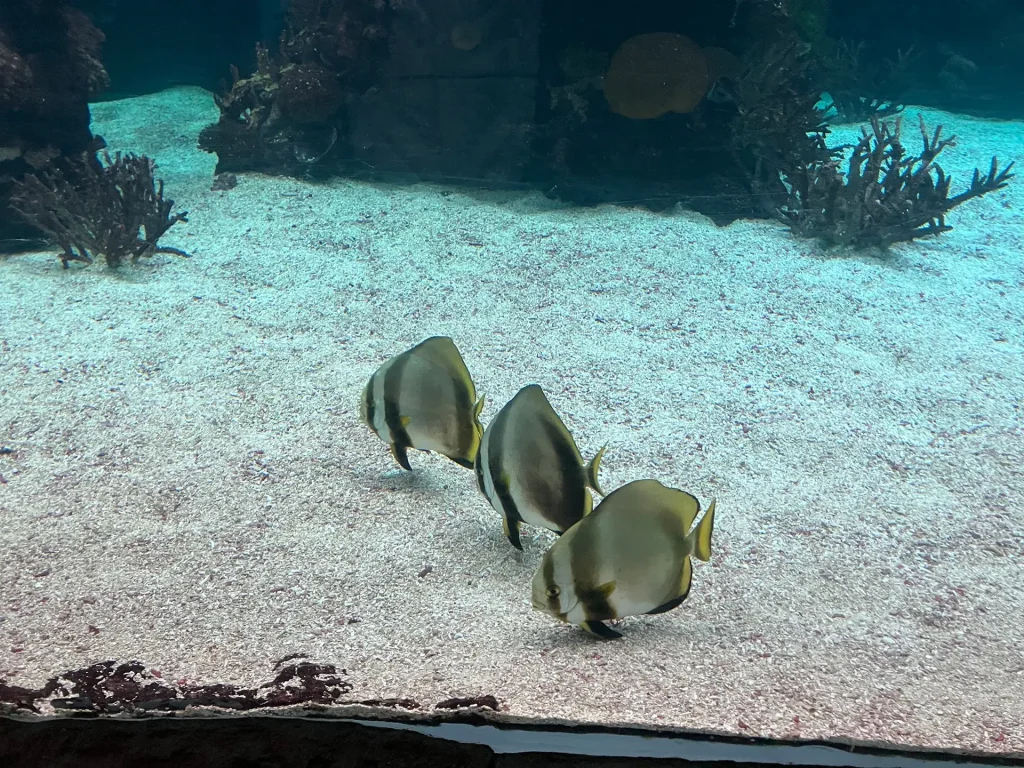 KiND Dinslaken e.V. - Nikolausfahrt 2025 - Bild 05