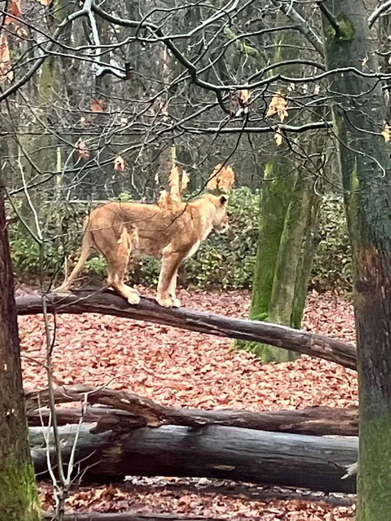 KiND Dinslaken e.V. - Nikolausfahrt 2025 - Bild 10